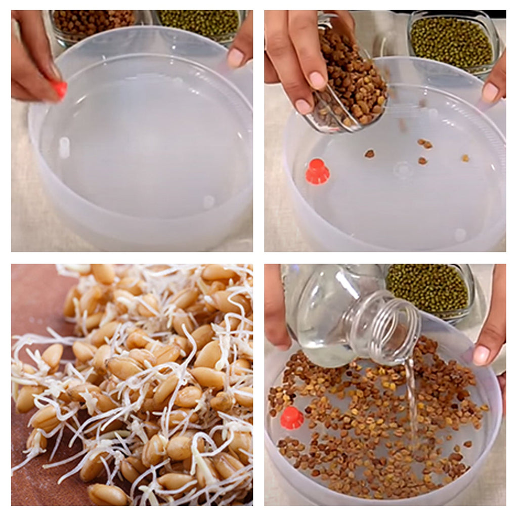 070 Plastic 4 Compartment Sprout Maker, White Your Brand